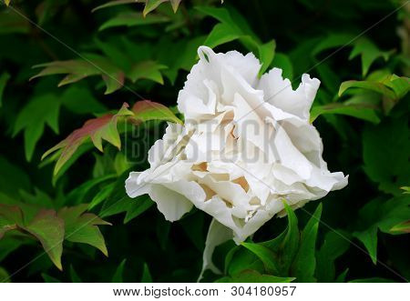 Tree-like Peony, Tree-shaped White Peony In The Garden, Peony Petals Close-up At Sunset, Natural Blu