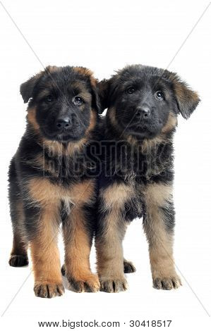 SchÃ¤ferhund Welpen