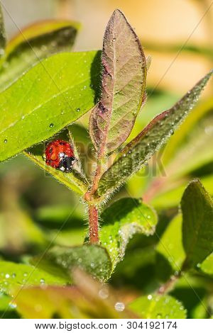 Bright Red And Black Ladybug With Water Drops On The Green Leaves Of Honeysuckle After Rain In The G