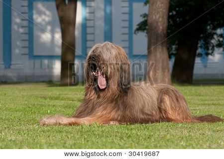 Briard pes