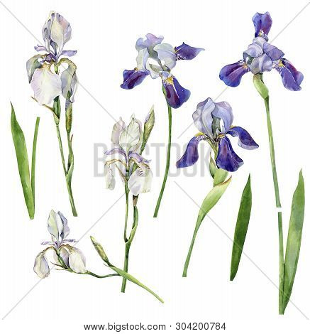 Set Of Irises On A White Background
