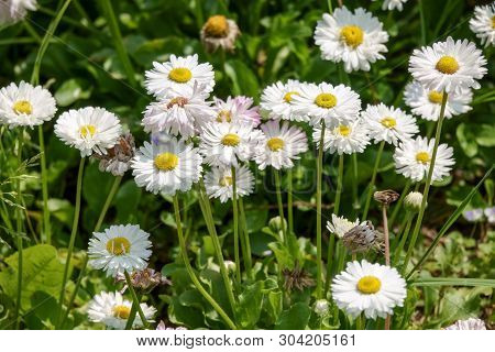 Chamomile Flowers. Camomile, Daisy Wheel, Daisy Chain, Chamomel.
