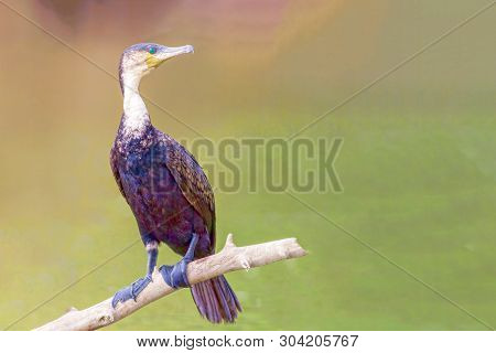 Waterfowl.double Crested Cormorant.phalacrocorax Auritus.kenya, A National Park. Photo Safari Wildli