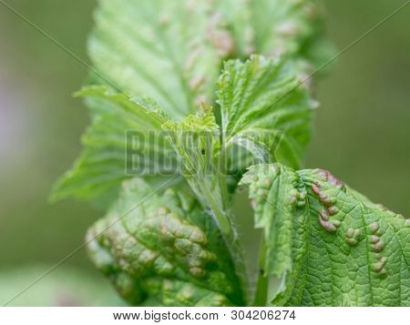 Strongly damaged leaves from aphids