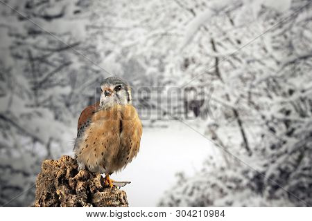Beautiful Portrait Of American Kestrel Falconidae In Studio Setting With Snowy Winter Background