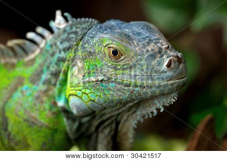 Iguana closeup girato