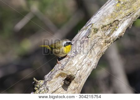 Common Yellowthroat (geothlypis Trichas) On The Forest.nature Scene From Wisconsin.