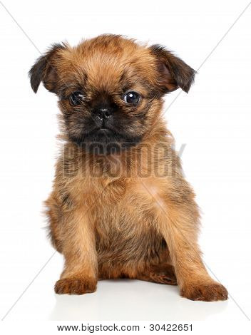 Griffon Bruxellois hvalp