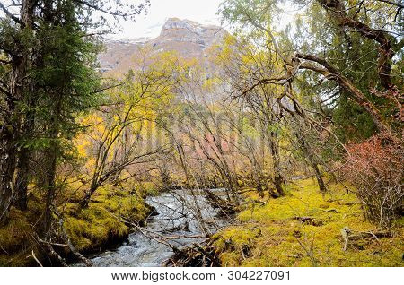 Colorful Forest And Snow Mountain  In The Winter Season At The Siguniang Scenic Area, Chengdu City, 