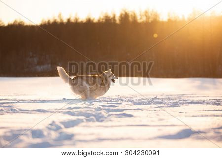 Portrait Of Crazy, Happy And Dorable Beige And White Dog Breed Siberian Husky Running On The Snow In