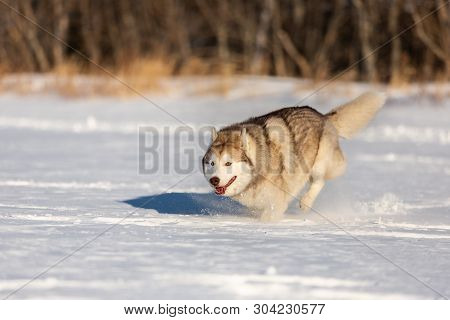 Crazy, Happy And Funny Beige And White Dog Breed Siberian Husky With Tonque Out Jumping And Running 