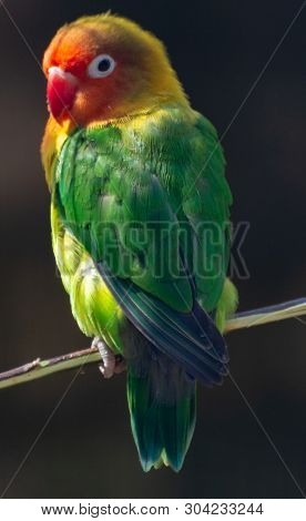 Colorful Fichers Lovebird From Tanzania, Africa