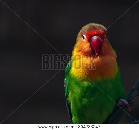 Colorful Fichers Lovebird From Tanzania, Africa
