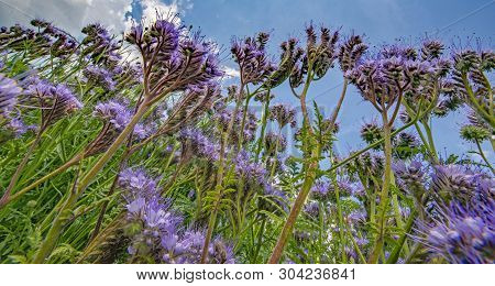 Lacy Phacelia, Blue Tansy, Purple Tansy - Phacelia Tanacetifolia - Honey Plant For Bees