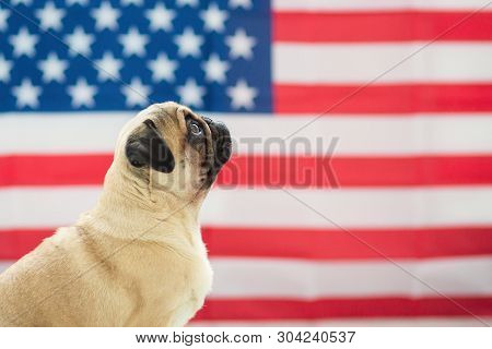 Beautiful Beige Puppy Pug On The Background Of The American Flag On Independence Day.
