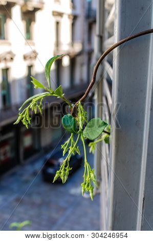 The House Plant Branch With Leaves And The Window And Street Blurred Background - Image