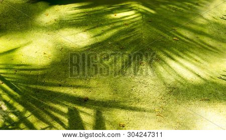 Palm Tree Leave And Green Nature Background Concept - Beatiful Shadow Of Palm Leaves On Concrete Flo