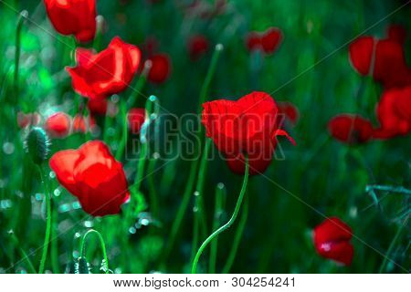 Poppies On Green Field In Rays Sun