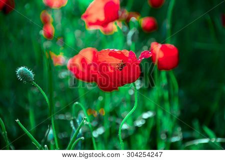 Poppies On Green Field In Rays Sun