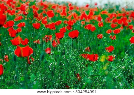 Poppies On Green Field In Rays Sun