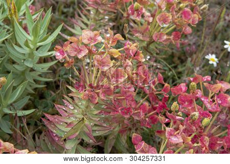Flora Of Mount Etna Volcano, Pink Blossom Euphorbia Rigida, Gopher Spurge, Upright Myrtle Spurge Flo