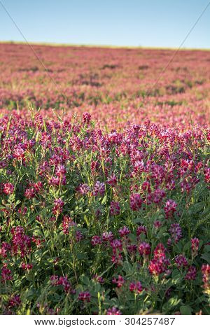 Flora Of Sicily, Colorful Flossom Of Wild Flowers, Peas And French Honeysuckle, Pink Sulla Flowers O