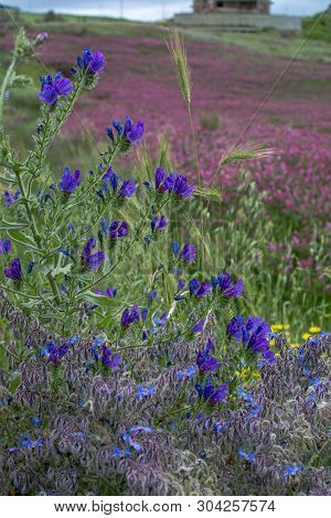Flora Of Sicily, Colorful Flossom Of Wild Flowers, Peas And French Honeysuckle, Pink Sulla Flowers O
