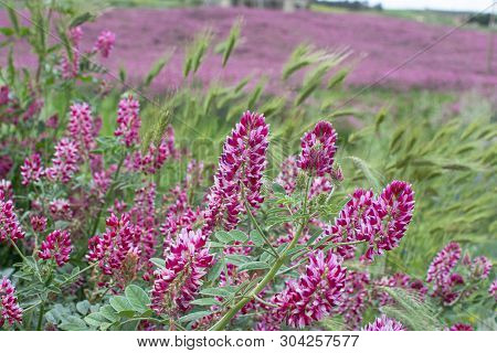 Flora Of Sicily, Colorful Flossom Of Wild Flowers, Peas And French Honeysuckle, Pink Sulla Flowers O