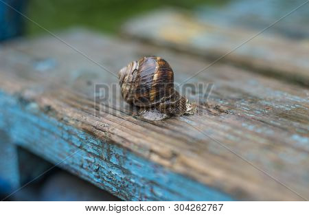 Grape Snail Sits On A Wooden Surface