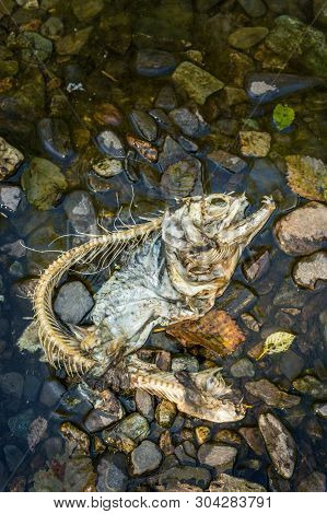 Dead Chinook Salmon During Spawning Season, Ketchikan Creek, Ketchikan, Alaska.