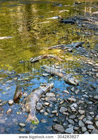 Dead Chinook Salmon During Spawning Season, Ketchikan Creek, Ketchikan, Alaska.