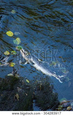 Dead Chinook Salmon During Spawning Season, Ketchikan Creek, Ketchikan, Alaska.
