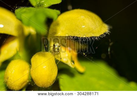 Yellow Flowers Of The Plant Lamium Galeobdolon (commonly Known As Yellow Archangel, Artillery Plant,