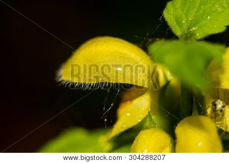 Yellow Flowers Of The Plant Lamium Galeobdolon (commonly Known As Yellow Archangel, Artillery Plant,
