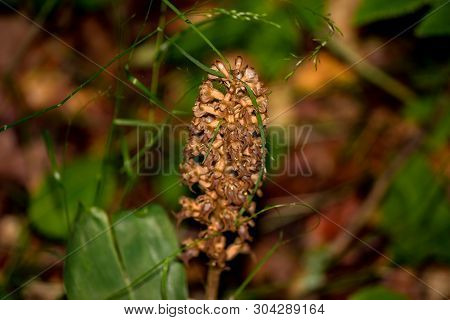 Plant Neottia Nidus-avis (birds-nest Orchid) In The Forest In May