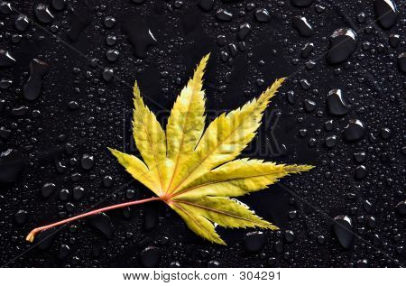 Sárga levél és csepp