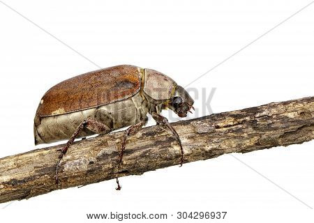 Image Of Cockchafer (melolontha Melolontha) On A Branch On White Background. Insect. Animals.