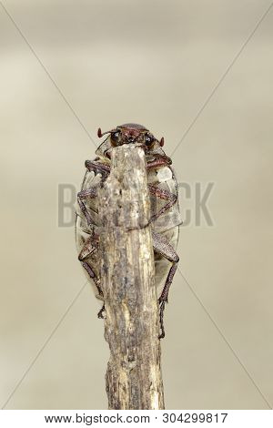 Image Of Cockchafer (melolontha Melolontha) On A Branch On A Natural Background. Insect. Animals.