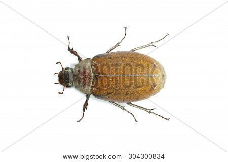 Image Of Cockchafer (melolontha Melolontha) Isolated On White Background. Insect. Animals.