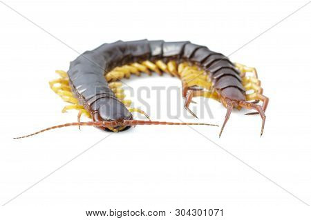 Image Of Centipedes Or Chilopoda Isolated On White Background. Animal. Poisonous Animals.