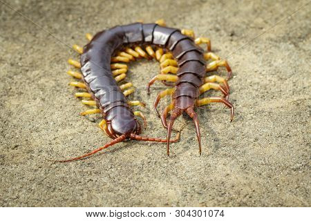 Image Of Centipedes Or Chilopoda On The Ground. Animal. Poisonous Animals.