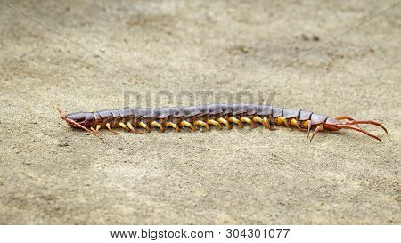 Image Of Centipedes Or Chilopoda On The Ground. Animal. Poisonous Animals.