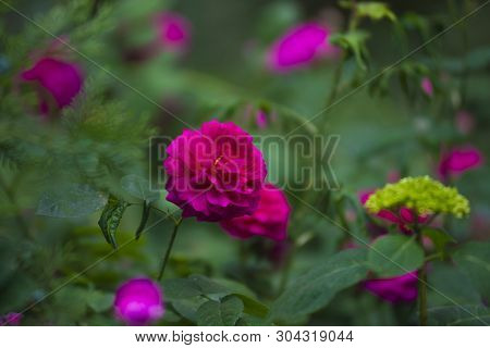 Garden With Bushes Of Very Beautiful And Fragrant Red Roses