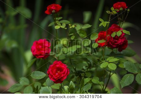 Garden With Bushes Of Very Beautiful And Fragrant Red Roses