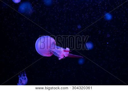 Mysterious And Enchanting Color Purple Jellyfish In Water
