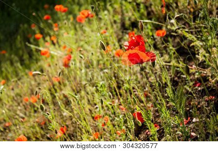Field Of Poppy Flowers And Grass In Afternoon Light.