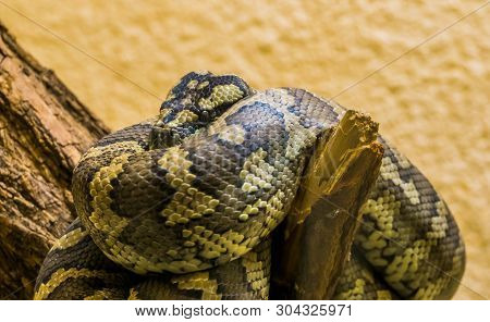Northwestern Carpet Python Coiled Up On A Branch In Closeup, Tropical Snake Specie From Australia