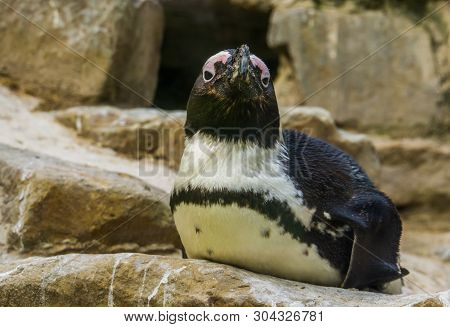 Closeup Of A African Black Footed Penguin Sitting On A Rock, Tropical Semi Aquatic Bird From The Coa