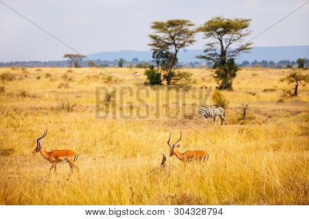 Group of impala antelopes and zebras in Masai Mara safari park in Kenya