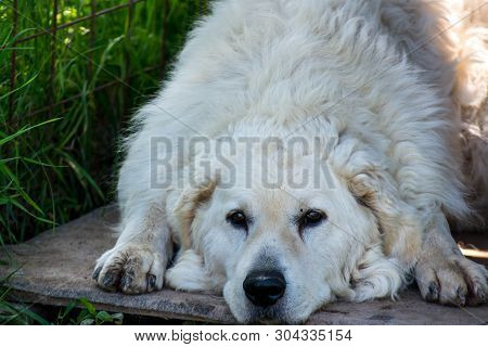 Adult Male Hungarian Kuvasz Portrait On Natural Light At Springtime.